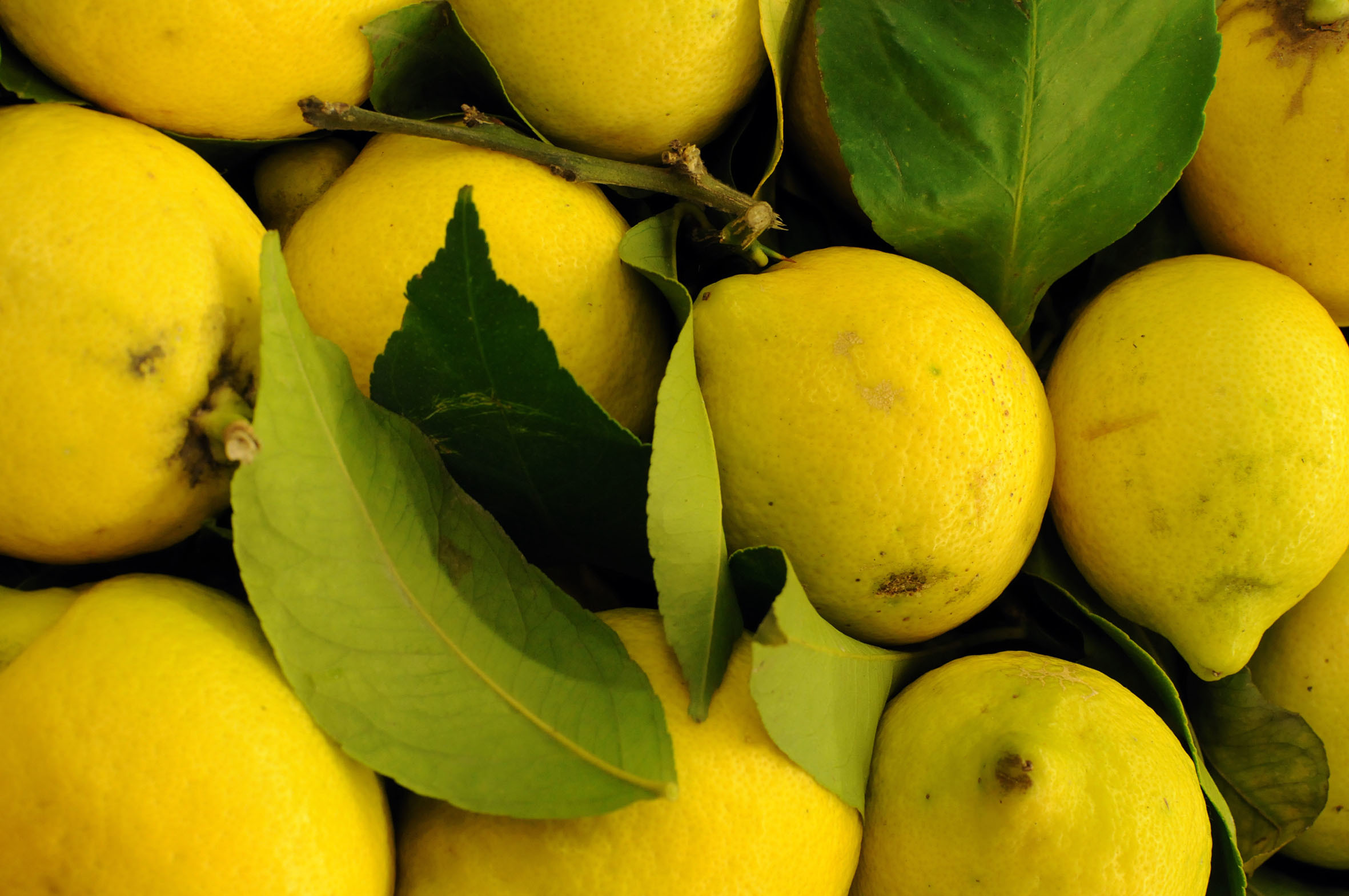 unwaxed-lemons.jpg?mtime=20170922142507#asset:11503
