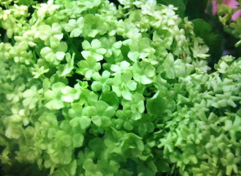 viburnum-opulus.jpg?mtime=20171003153531#asset:12614