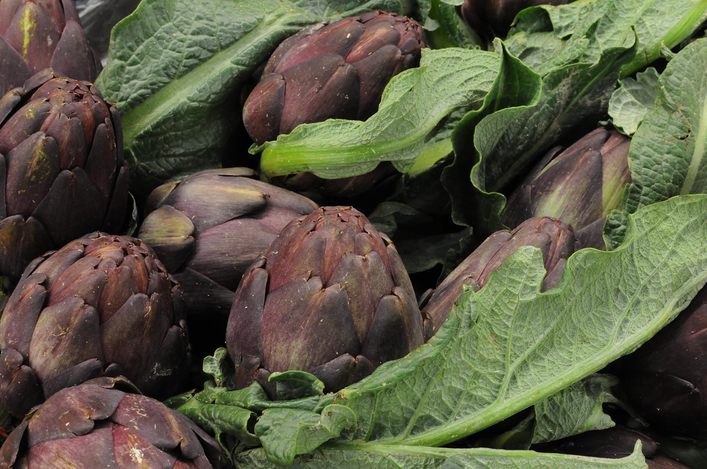 violet-artichoke.jpg?mtime=20170922142509#asset:11504