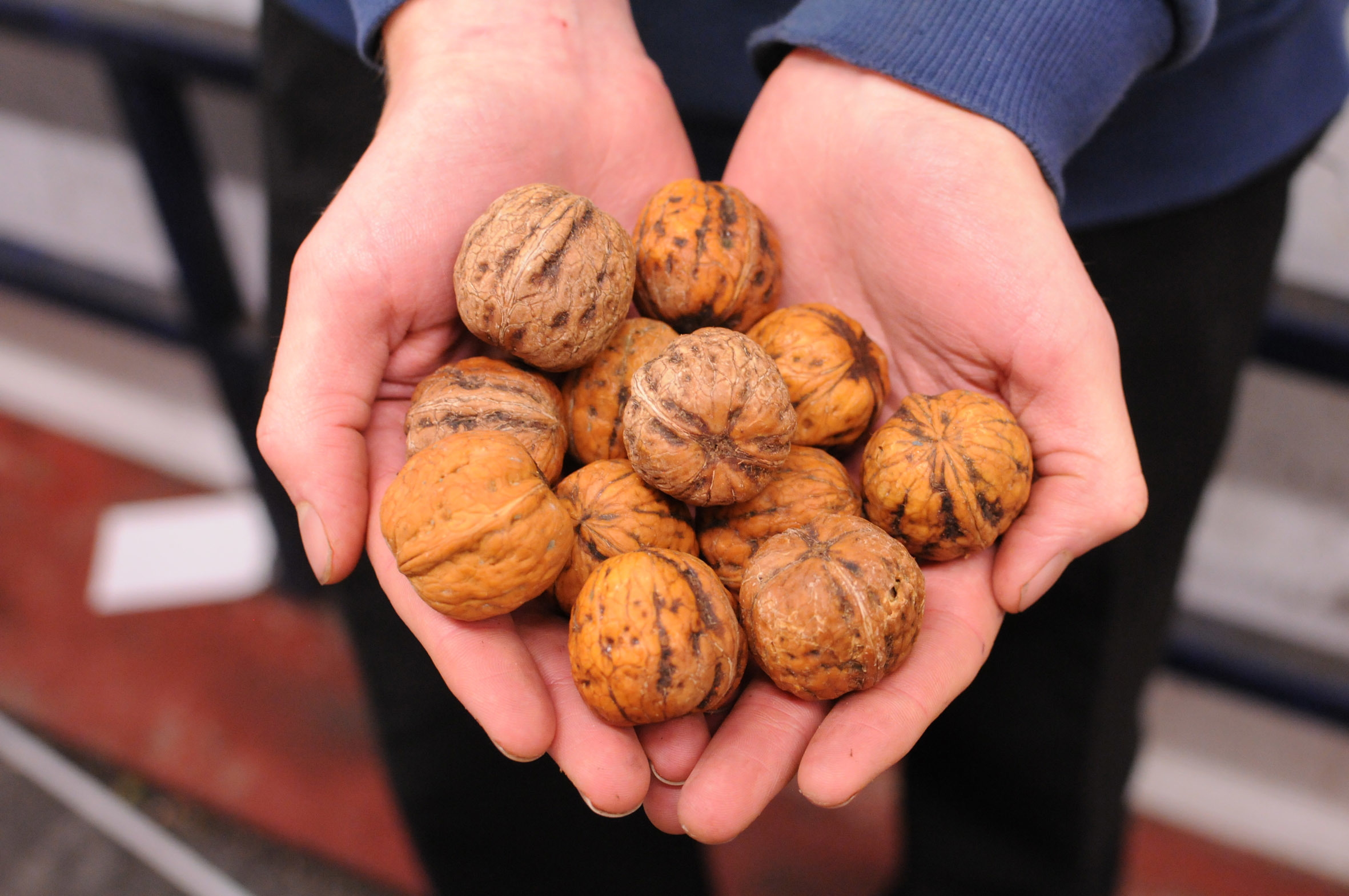 walnuts.jpg?mtime=20170922120533#asset:11421