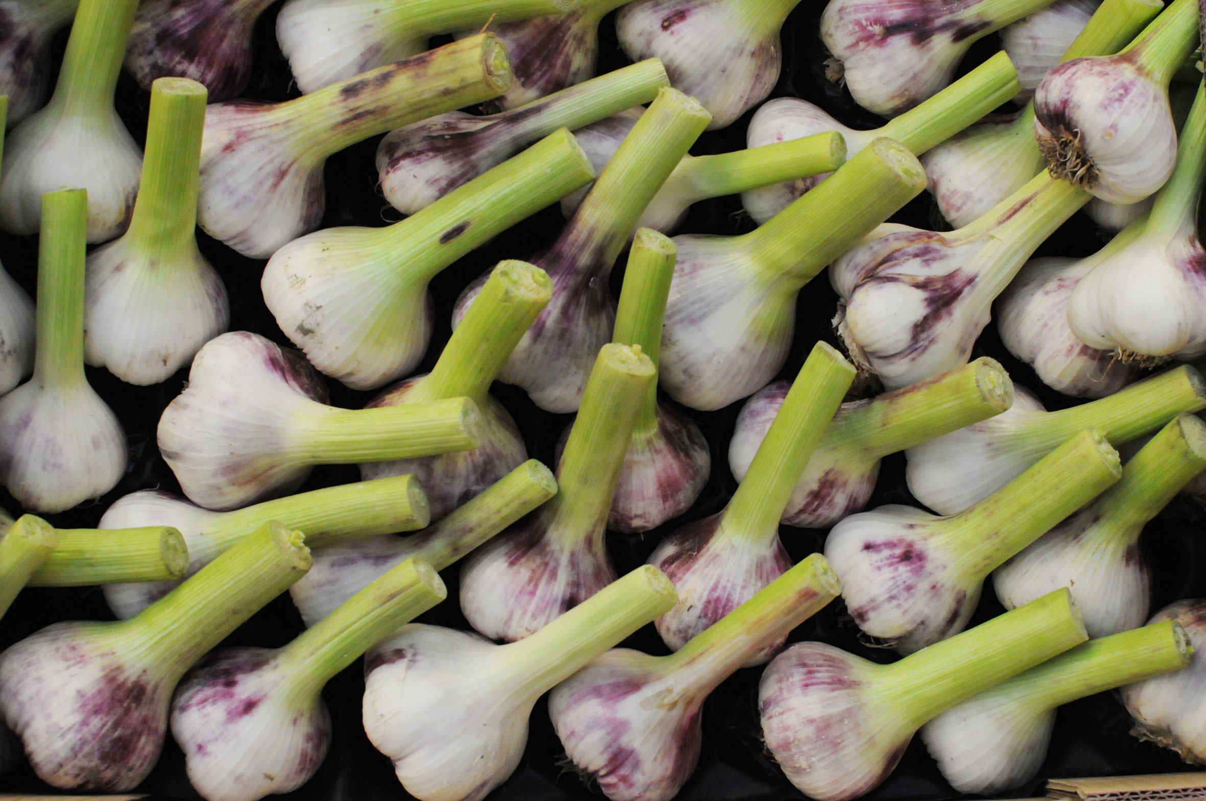 wet-garlic.jpg?mtime=20170922140825#asset:11478