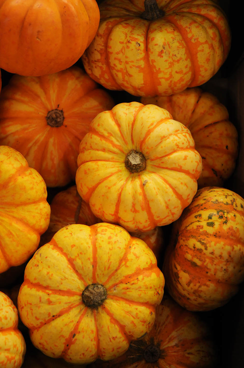 white-lightning-squash.jpg?mtime=20170922144732#asset:11566