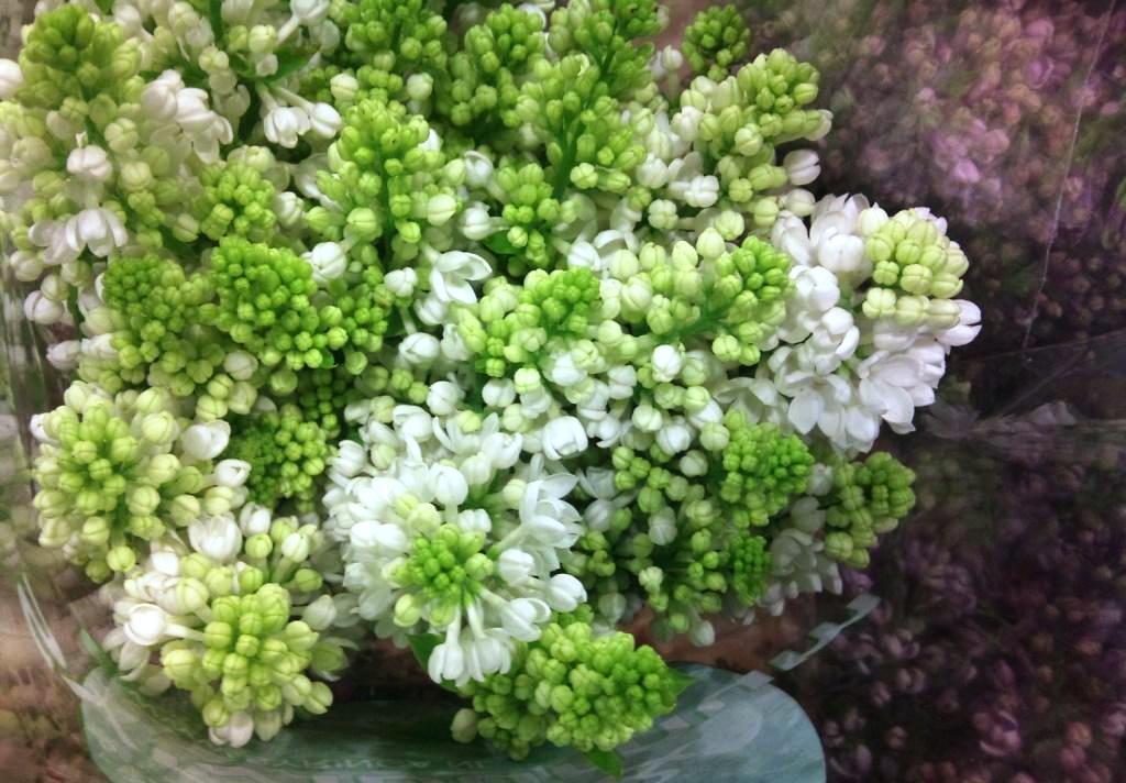 white-lilac.jpg?mtime=20171003153532#asset:12616