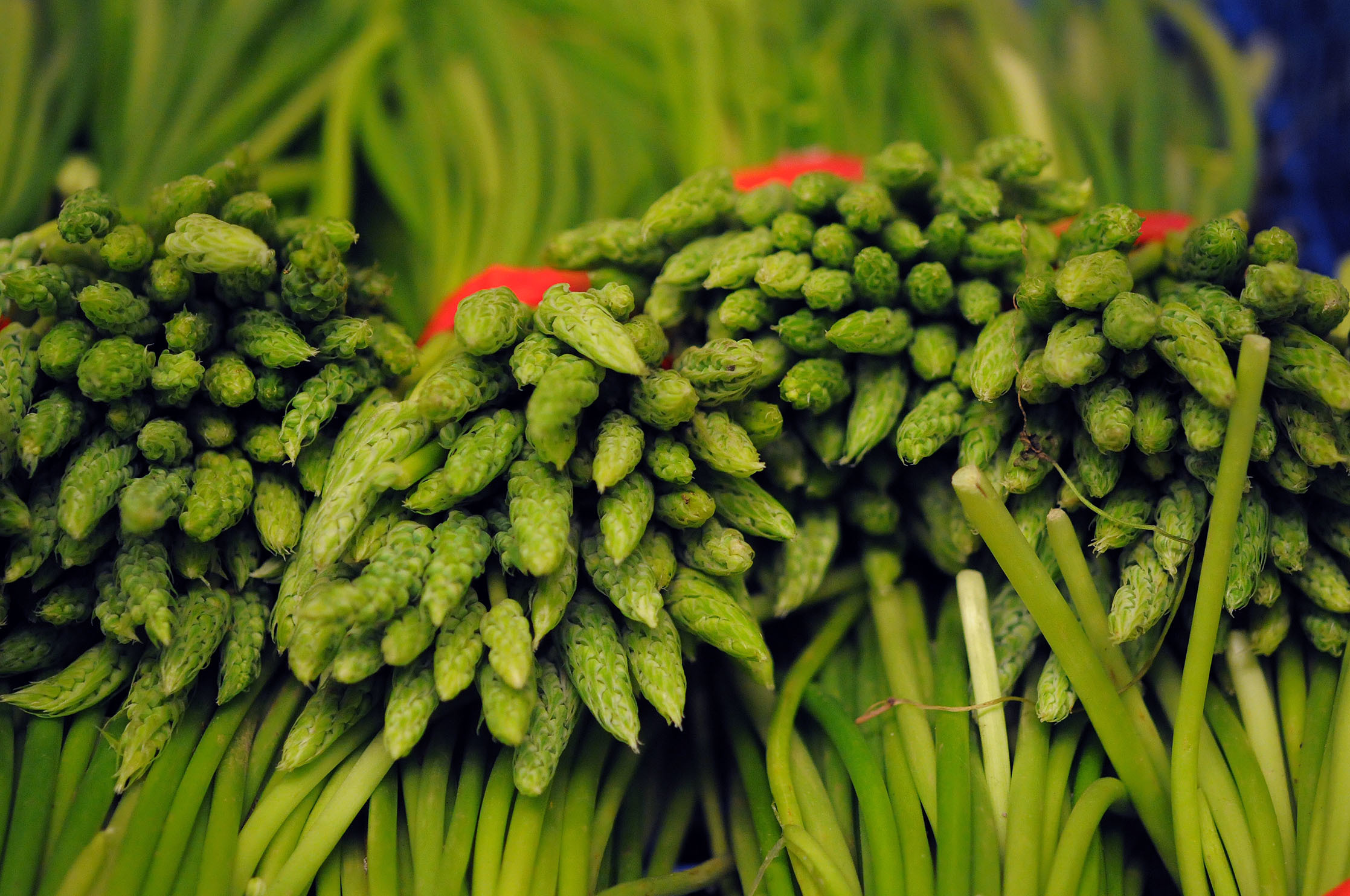 wild-asparagus.jpg?mtime=20170922140827#asset:11479