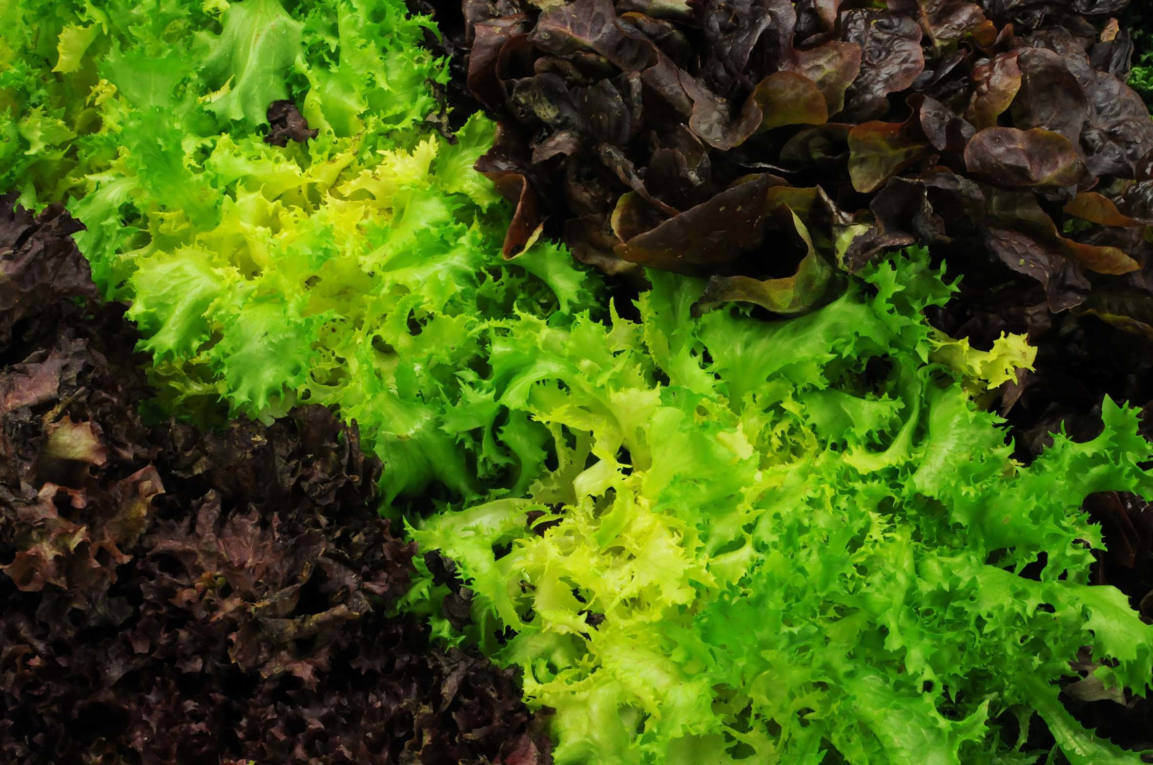 winter-lettuce.jpg?mtime=20170922142511#asset:11505