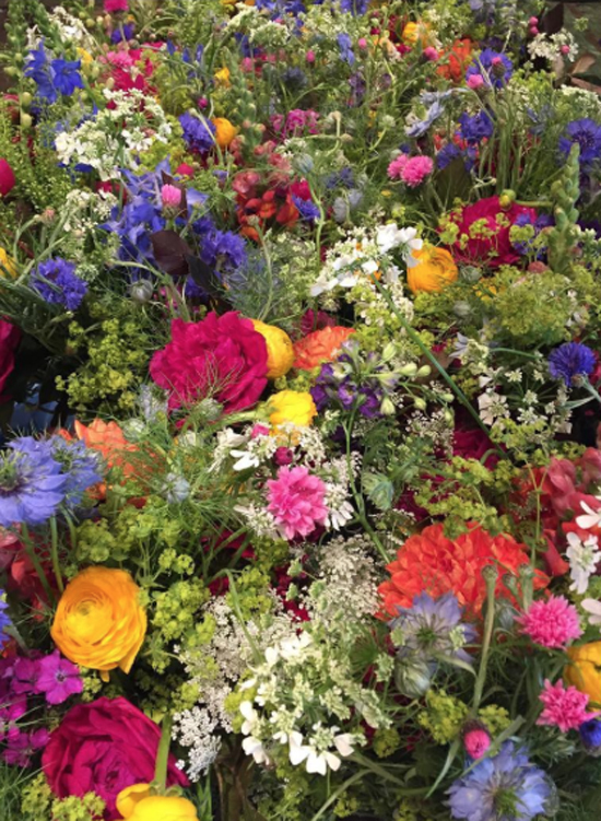 New-Covent-Garden-Flower-Market-Product-Profile-Report-Nigella-June-2017-Scarlet-and-Violet.jpg?mtime=20170719102318#asset:5026